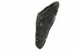 Partial, Fossil Megalodon Tooth - South Carolina #240128-1
